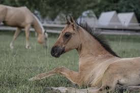 Image result for monika babi%u0161ov 