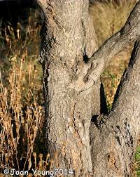 Image result for Combretum collinum