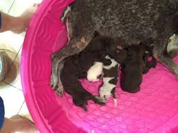 Check spelling or type a new query. German Shorthaired Pointer Puppies For Sale In Austin Texas Classified Americanlisted Com