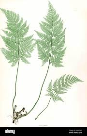 Image result for Dryopteris kilemensis
