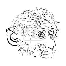 Maybe you would like to learn more about one of these? Malvorlagen Affengesicht Kostenlos Coloring And Malvorlagan