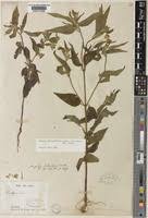 Image result for Aspilia ciliata