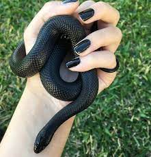 Mexican Black Kingsnake Mexicanblackkingsnake Mexicanblackking Kingsnake Http Ift Tt 2ezbhuj Cute Reptiles Snake Mexican Black Kingsnake