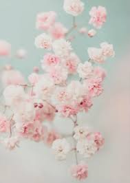 Pastel Gypsophila Flowers By Ingrid Beddoes Summer Photography With Pink And Blue Pastel Light An Pink Flowers Wallpaper Flowers Photography Flower Aesthetic