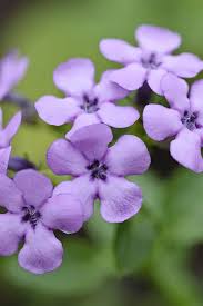 Image result for Teedia lucida