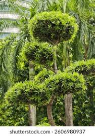 Image result for Polystachya macropoda