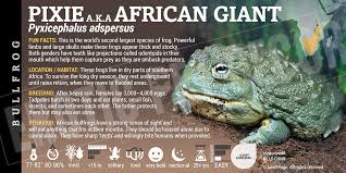 Image result for Pycreus africanus