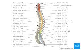 It's actually not so easy to grasp, and even after writing the uml visualization i only partially understand it. Spinal Cord Anatomy Structure Tracts And Function Kenhub