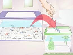 how to take care of baby platy fish 9 steps with pictures