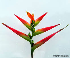 Heliconia, derived from the greek word ἑλικώνιος (helikṓnios), is a genus of flowering plants in the monotypic family heliconiaceae. Heliconia Hirsuta Heliconia Costa Flores Toptropicals Com