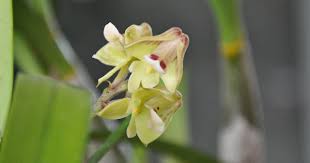 Image result for Polystachya melanantha