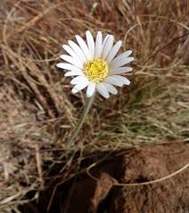 We did not find results for: Gerbera Wikipedia