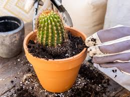 It's hard to kill a cactus by transplanting it. How To Safely Transplant A Cactus