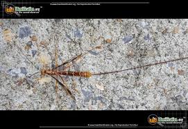 If you did not find your insect and you live in texas then consider submitting a digital image to the texas a&m department of entomology. Giant Ichneumon Wasp Long Tailed Megarhyssa Macrurus