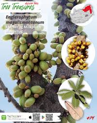 Image result for Englerophytum