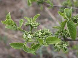 Image result for Vangueria infausta