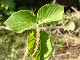 Image result for Acalypha welwitschiana