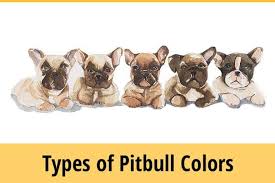 We did not find results for: Different Types Of Pitbull Colors Red Nose Blue Nose Brindles More Zooawesome