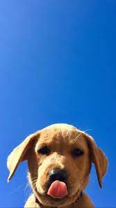 Dog Wallpapers Are Added Beautiful And Cute Dogs For Your Mobile Phone Follow Us On Facebook For More Cute Dog Wallpaper Dog Wallpaper Dog Wallpaper Iphone