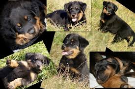 Georgische schäferhündin bekommt 17 welpen in einem wurf. Beauceron Welpen Franzosischer Schaferhund Schaferhund