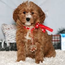 It's my pleasure to introduce you to the goldendoodles of your dreams! Snickerdoodle Goldendoodle Puppy 624181 Puppyspot