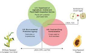 A transgenic organism is one whose genome has been subject to artificial modification. 9 Regulation Of Current And Future Genetically Engineered Crops Genetically Engineered Crops Experiences And Prospects The National Academies Press