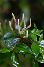 Image result for Peperomia fernandopoiana
