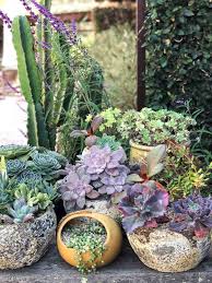 Most succulents like slightly when in bed, be careful about watering this plant. Essential Succulent Garden Tool Kit Lemons Anchovies