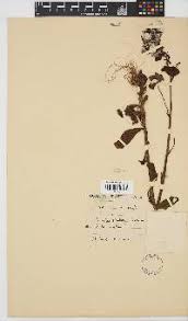 Image result for Neoboutonia melleri