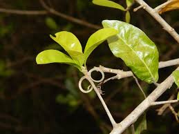 Image result for Hugonia elliptica