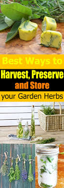 Roots crops, like ginseng and goldenseal, should be dug at the end of the summer or early fall. Best Ways To Harvest Preserve Store Your Garden Herbs Balcony Garden Web