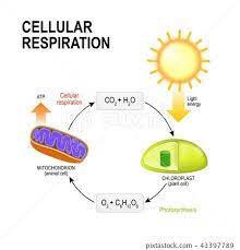 What about aerobic respiration in bacteriaedit. Cellular Respiration Biology Quizizz