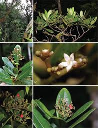 Image result for Tricalysia schliebenii