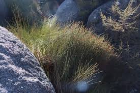 Image result for Platycaulos