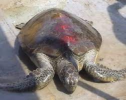 cửa biển, Gành Hào, Bạc Liêu, Vích, thả | baotintuc.vn