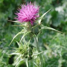 Disteln Stachelig Aber Schon Blumenbeet Distel Pflanzen