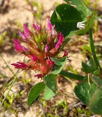Image result for Trifolium spumosum