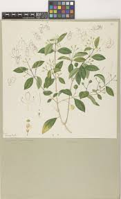 Image result for Clerodendrum tricholobum