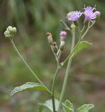 Vernonia has occasionally been in the national news. Vernonia Alchetron The Free Social Encyclopedia