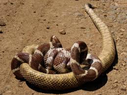 A black snake with white stripes could be a california kingsnake, eastern kingsnake, common garter snake or striped racer. California Snakes Pictures And Identification Help