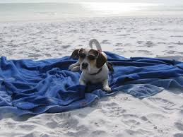 Pet friendly destin rentals available. Destin Fl Condo Rental Spotlight Bring Your Pets