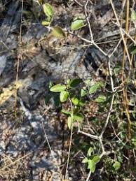 Image result for Carissa tetramera