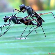 Banyak species semut yang warnanya. Semut Hitam 2 Semut Hitam Twitter