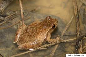 Image result for Pycreus pauper