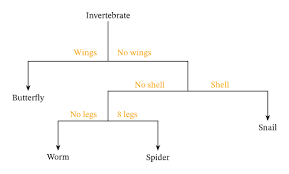 Dichotomous key worksheet answers key. Lesson Explainer Dichotomous Keys Nagwa