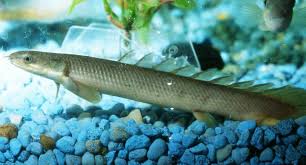 Dragonfish, also called dragon gobies, eel gobies, peruvian gobies, or violet gobies (among many common names), are a brackish water to fresh water fish from south and central america. Dinosaur Bichir Care And Feeding For The Polypterus Senegalus Fish The Aquarium Club