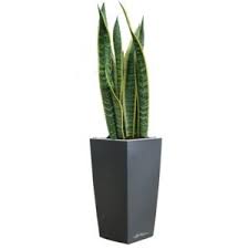 Vous souhaitez en savoir plus sur les plantes grasses ? Toutes Les Plantes Cadeaux Gamm Vert