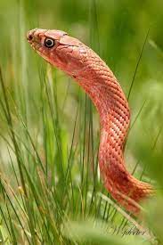 This Western Coachwhip Was A Real Treat It Actually Sat Still For Several Minutes And I Managed A Few Shots These Snakes Are Desert Animals Habitats Colorado