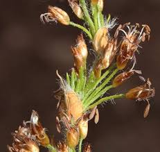 Image result for Restionaceae