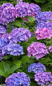 Hortensien Schneiden Selbst De Hydrangea Macrophylla Hortensie Schneiden Hortensien
